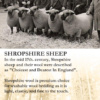 shropshire sheep