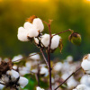 cotton fields