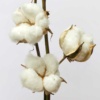 organic cotton flower