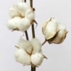 organic cotton flower 1200x800